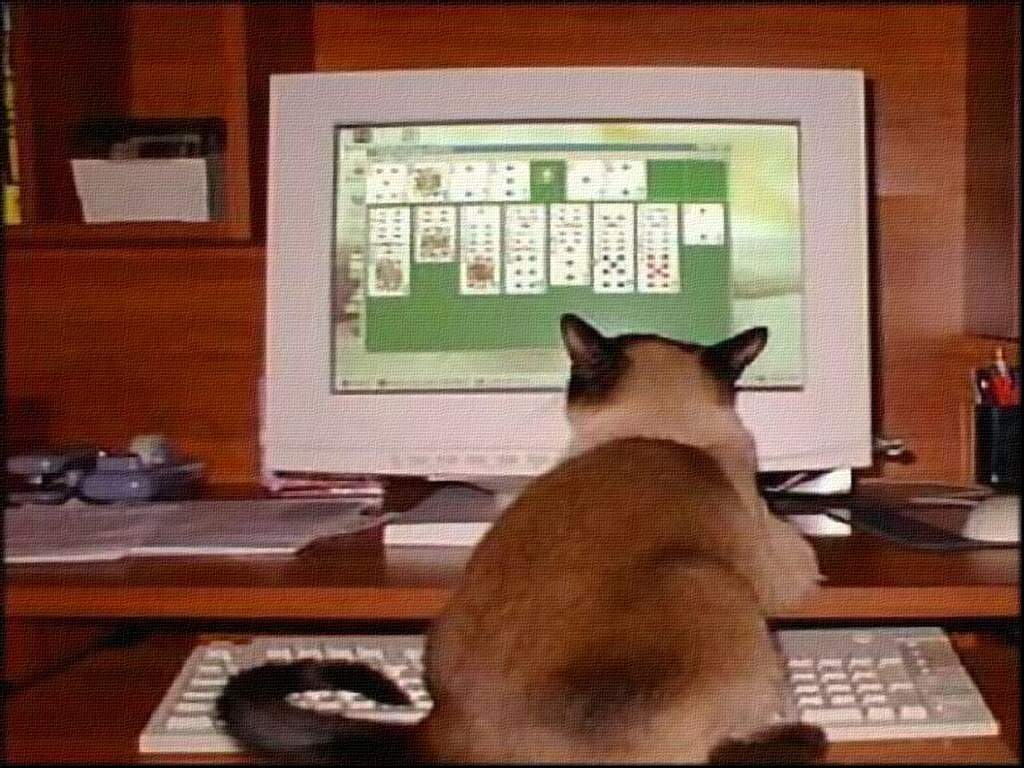 Chats ordinateur - Centerblog